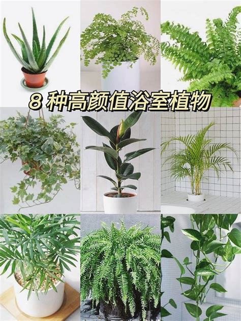 廁所耐陰植物